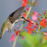 hummingbird