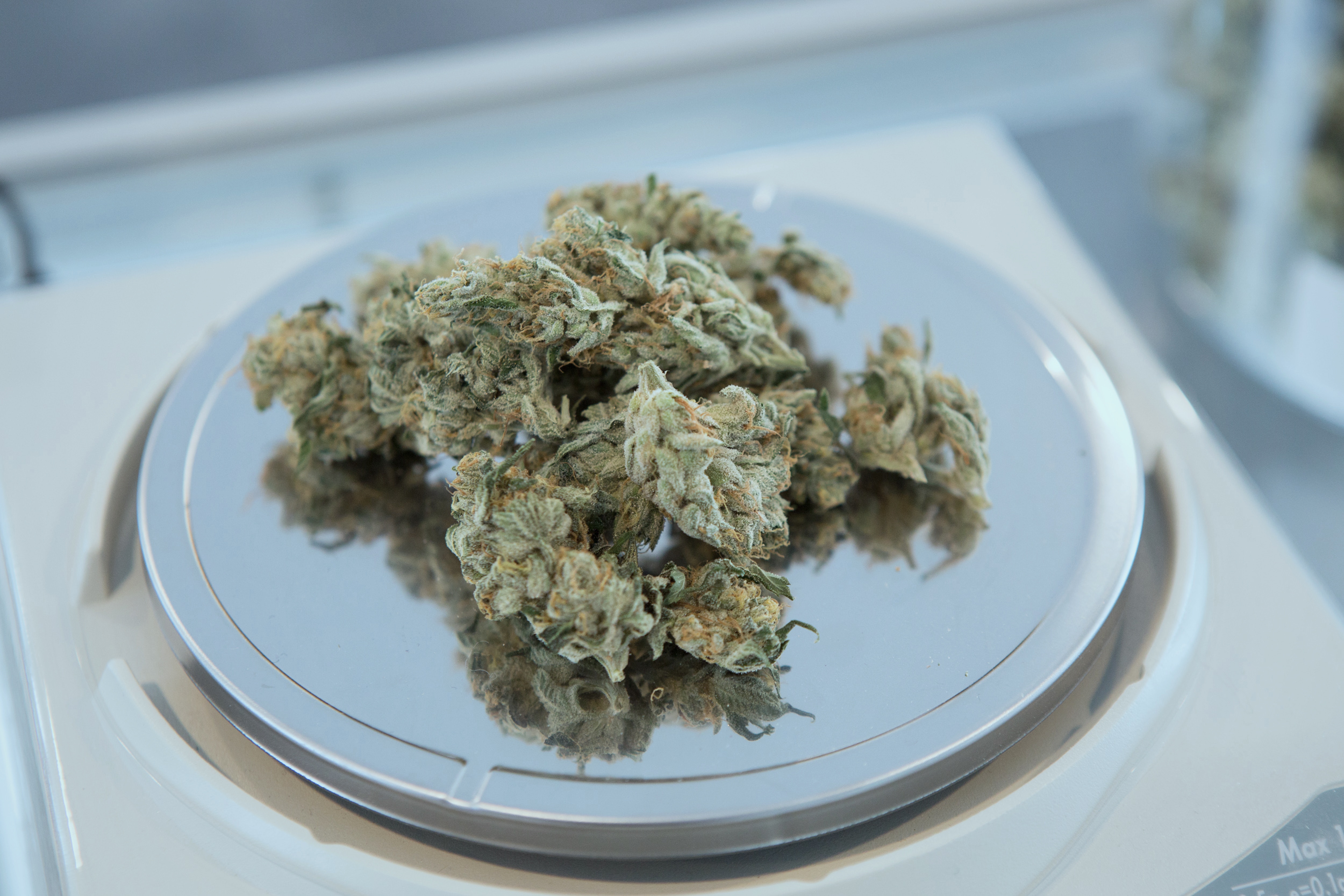 cannabis in a plate